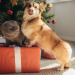 Thumbnail for Holiday Gift Ideas for Pets